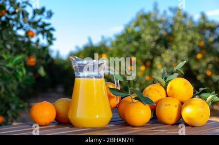 Kanne und Gläser frisch gepresster Orangensaft mit Orangen im Sommer im Freien Stockfoto