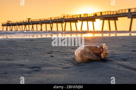 Quallen am Strand bei Sonnenaufgang in Jacksonville Beach, Florida. (USA) Stockfoto