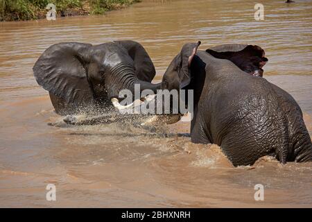 Elefanten (Loxodonta africana) kämpfen am Wasserloch, Berg-en-Dal, Kruger National Park, Südafrika Stockfoto