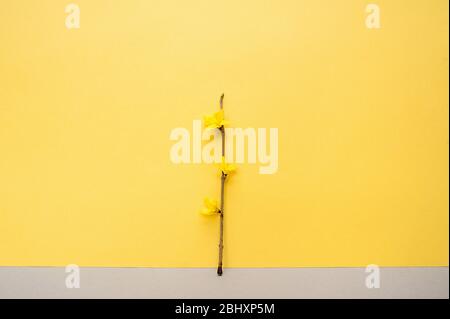 Dünner Zweig eines blühenden Frühlings Forsythia Baum auf einem leuchtend gelben Hintergrund Stockfoto