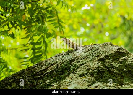 Chamäleon auf Felsen in einem Park mit dem Kopf nach außen streckend Stockfoto