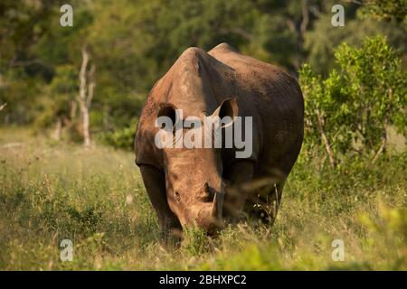 Südliche Breitmaulnashorn (Ceratotherium Simum Simum), Krüger Nationalpark, Südafrika Stockfoto