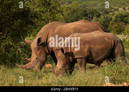 Südliche weiße Nashornkuh und Kalb (Ceratotherium simum simum), Kruger Nationalpark, Südafrika Stockfoto