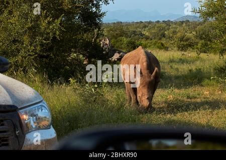 Südliche Weißnashorn (Ceratotherium simum simum) und 4x4, Kruger Nationalpark, Südafrika Stockfoto