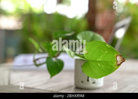 Topf mit grünem Geld Anlage mit Computer-Laptop im Hintergrund. Gartenblick. Kopierbereich. Stockfoto