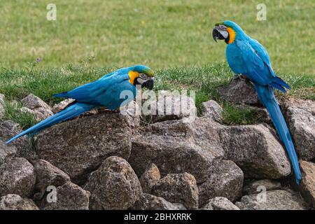 Blauer und gelber Ara auf Felsen Stockfoto