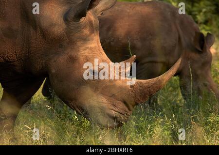 Südliche Breitmaulnashorn (Ceratotherium Simum Simum), Krüger Nationalpark, Südafrika Stockfoto