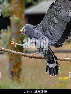 african Weihrauchfalke Landung auf Seil Stockfoto