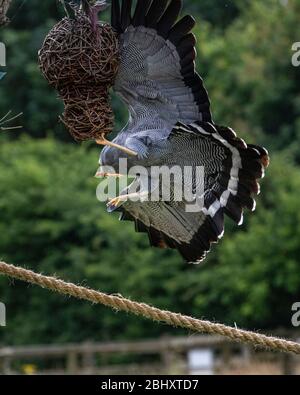 african Weihrauchfalke Landung auf Seil Stockfoto