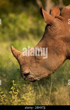 Südliche Breitmaulnashorn (Ceratotherium Simum Simum), Krüger Nationalpark, Südafrika Stockfoto