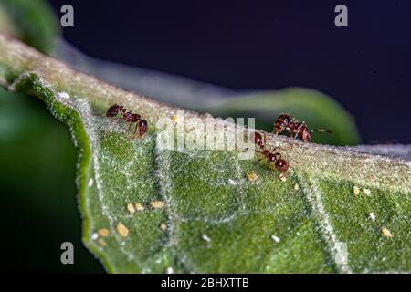 Drei Ameisen und einige Blattläuse auf einem grünen Urlaub. Stockfoto