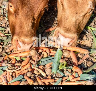 Kühe, die frische Möhren, Lauch und Kartoffeln in einem Stall essen Stockfoto