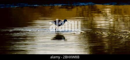 Vogelbeobachtung in Afrika.Avocet Stockfoto