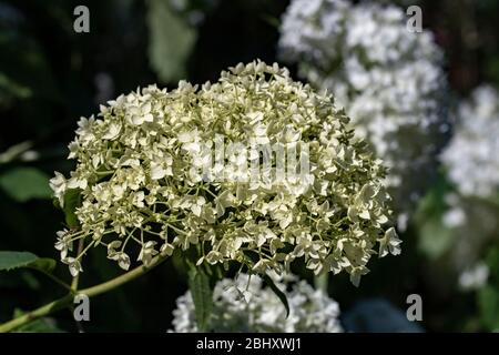 Hortensia Blütenkopf Stockfoto