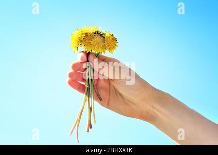 Weibliche Hand hält kleine Löwenzahn auf blauem Himmel Hintergrund Stockfoto