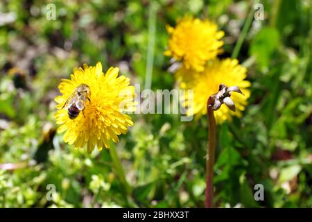 Schöne kleine Löwenzahn im Freien Stockfoto