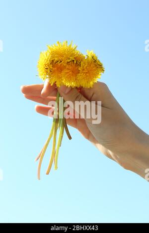 Weibliche Hand hält kleine Löwenzahn auf blauem Himmel Hintergrund Stockfoto