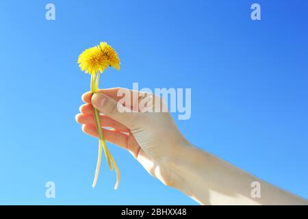 Weibliche Hand hält kleine Löwenzahn auf blauem Himmel Hintergrund Stockfoto