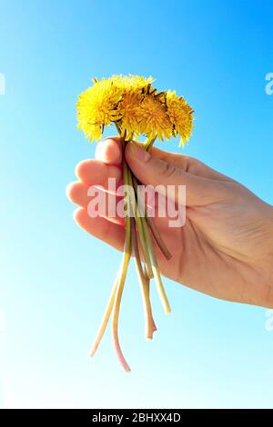 Weibliche Hand hält kleine Löwenzahn auf blauem Himmel Hintergrund Stockfoto