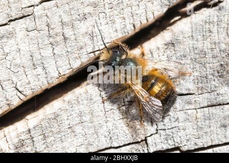 Rote Mauerbiene, Rostrote Mauerbiene, Mauerbiene, Mauer-Biene, Männchen, Osmia bicornis, Osmia rufa, rote Maurerbiene, Maurerbiene, Männchen, L'osmie rousse, M. Stockfoto