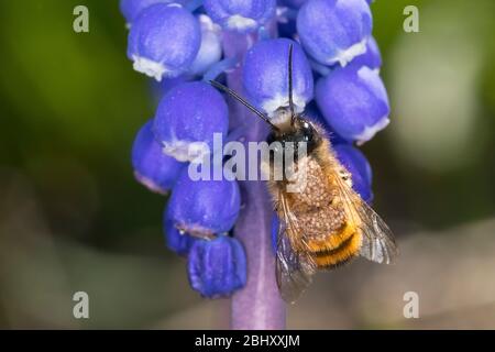 Rote Mauerbiene, Rostrote Mauerbiene, Blütenbesuch an Traubenhyazinthe, Trauben-Hyazinthe, Muscari, Mauerbiene, Mauer-Biene, Männchen, Osmia bicornis, Stockfoto