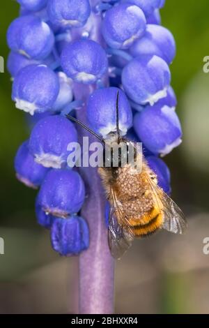 Rote Mauerbiene, Rostrote Mauerbiene, Blütenbesuch an Traubenhyazinthe, Trauben-Hyazinthe, Muscari, Mauerbiene, Mauer-Biene, Männchen, Osmia bicornis, Stockfoto