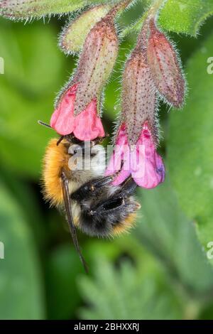 Ackerhummel, Acker-Hummel, Hummel, Weibchen, Königin, Blütenbesuch an Lungenkraut, Pulmonaria, Bombus pascuorum, Bombus agrorum, Megabombus pascuorum Stockfoto