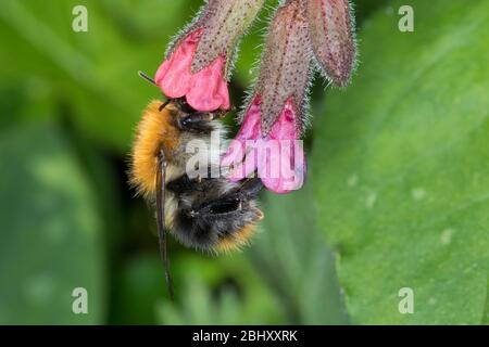 Ackerhummel, Acker-Hummel, Hummel, Weibchen, Königin, Blütenbesuch an Lungenkraut, Pulmonaria, Bombus pascuorum, Bombus agrorum, Megabombus pascuorum Stockfoto