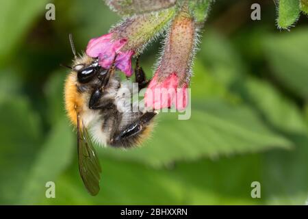 Ackerhummel, Acker-Hummel, Hummel, Weibchen, Königin, Blütenbesuch an Lungenkraut, Pulmonaria, Bombus pascuorum, Bombus agrorum, Megabombus pascuorum Stockfoto