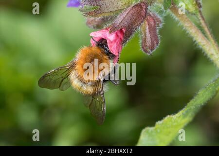 Ackerhummel, Acker-Hummel, Hummel, Weibchen, Königin, Blütenbesuch an Lungenkraut, Pulmonaria, Bombus pascuorum, Bombus agrorum, Megabombus pascuorum Stockfoto