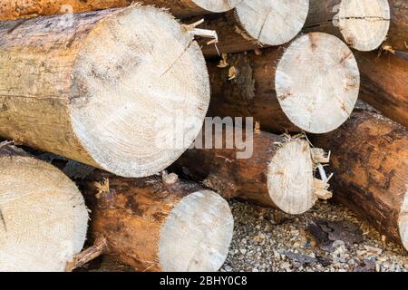 Baumstämme übereinander gestapelt. Holz Stockfoto