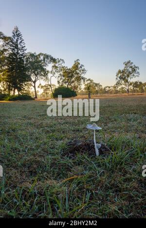 Pilze wachsen aus einem Kuhpappe auf einem Tau bedeckten grasbewachsenen Fahrerlager bei Tagesanbruch im Land Western Queensland in Australien. Stockfoto