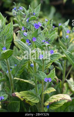 Grüne Alkanet mit kleinen blauen Blüten in Blüte im Frühjahr Stockfoto