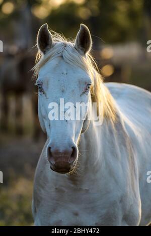 Nahaufnahme Porträt in der frühen Morgenstunden Licht auf eine Outback Rinderstation eines weißen Zuchthengstes auf einer Outback Station in Queensland. Stockfoto