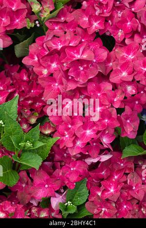 Hortensien, Makrophylla, ab Green Shadow Stockfoto