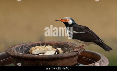 Junge asiatische Rattenstarling auf Ton Schüssel Stockfoto