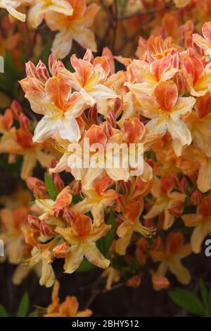 azalea alice de stuers, orange und gelb, Blütenbusch Stockfoto