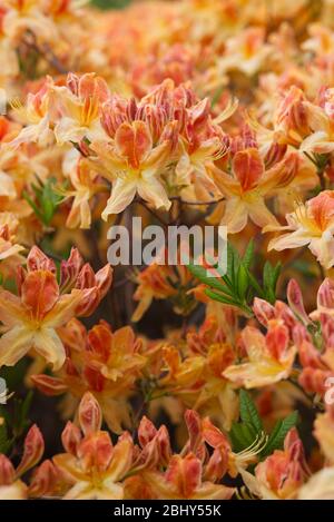 azalea alice de stuers, orange und gelb, Blütenbusch Stockfoto