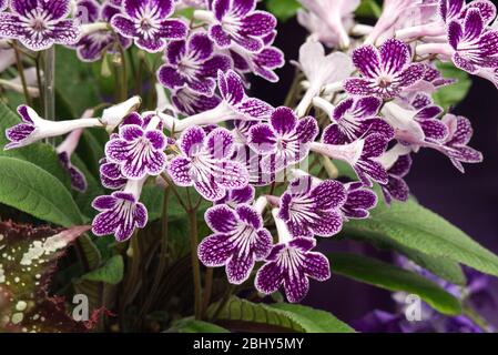 Streptocarpus, Poka dot lila Blüten Stockfoto