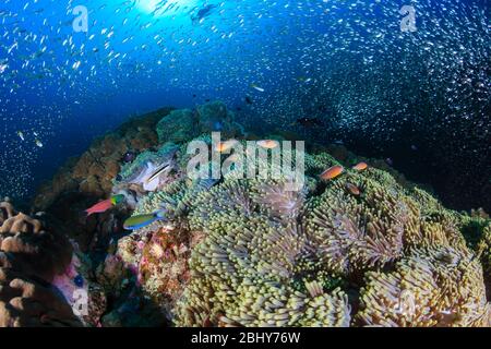 Rosa Clownfish auf einem schönen, gesunden Unterwasser tropischen Korallenriff Stockfoto