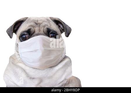 Mops in einer medizinischen Maske auf weißem Hintergrund mit Kopierraum isoliert. Hund in einer Schutzmaske im Gesicht. Große traurige Augen. Horizontal. Stockfoto
