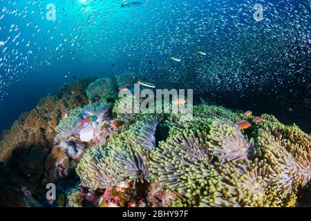 Rosa Clownfish auf einem schönen, gesunden Unterwasser tropischen Korallenriff Stockfoto