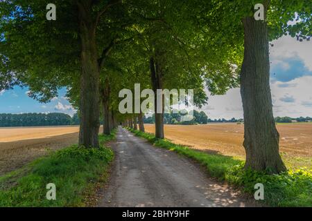 Gasse, mit Auszeichnung 'Schoene Allee 2010' oder 'schöne Gasse', Bad Malente-Rachut, Kreis Ostholstein, Schleswig-Holstein, Norddeutschland, Europa Stockfoto