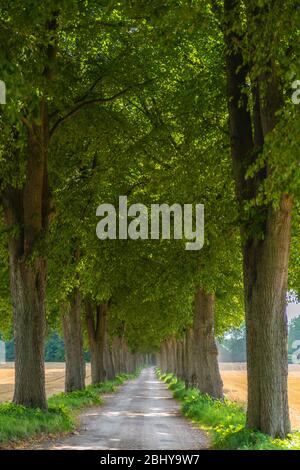 Gasse, mit Auszeichnung 'Schoene Allee 2010' oder 'schöne Gasse', Bad Malente-Rachut, Kreis Ostholstein, Schleswig-Holstein, Norddeutschland, Europa Stockfoto