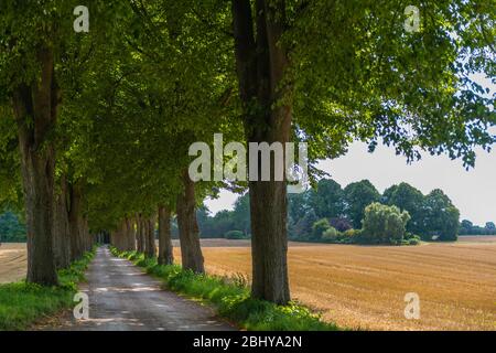 Gasse, mit Auszeichnung 'Schoene Allee 2010' oder 'schöne Gasse', Bad Malente-Rachut, Kreis Ostholstein, Schleswig-Holstein, Norddeutschland, Europa Stockfoto