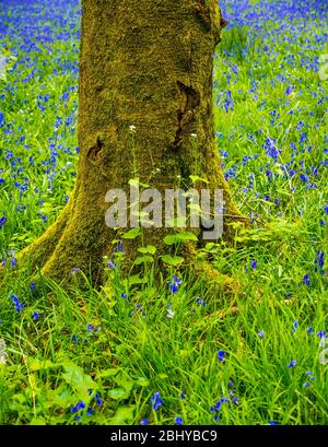 Spring Bluebell Woodland, Pockets Piece Wood, Checkendon, Oxfordshire, England, UK, GB. Stockfoto