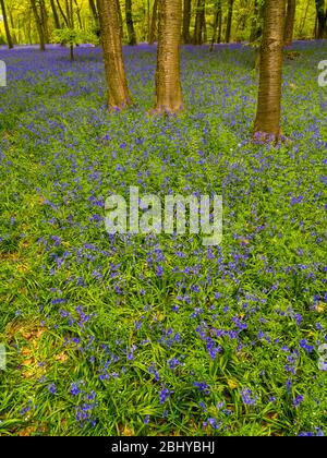 Spring Bluebell Woodland, Pockets Piece Wood, Checkendon, Oxfordshire, England, UK, GB. Stockfoto