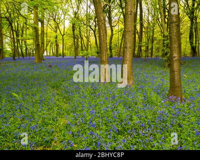 Spring Bluebell Woodland, Pockets Piece Wood, Checkendon, Oxfordshire, England, UK, GB. Stockfoto