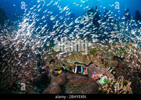 Clownfish mit Hintergrund TAUCHER auf einem gesunden, bunten tropischen Korallenriff Stockfoto