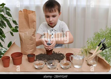 Ein Kind ist damit beschäftigt, Mikro-Grüns-Samen in Töpfe zu Pflanzen. Er legte seine Handflächen gefaltet mit dem Boden über dem Topf. Stockfoto